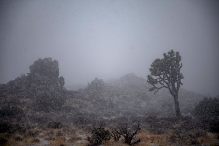 Snow falling over Joshua trees near Keys View photo