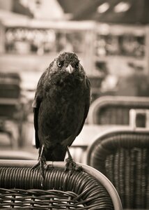 Crow corvidae corvus monedula photo