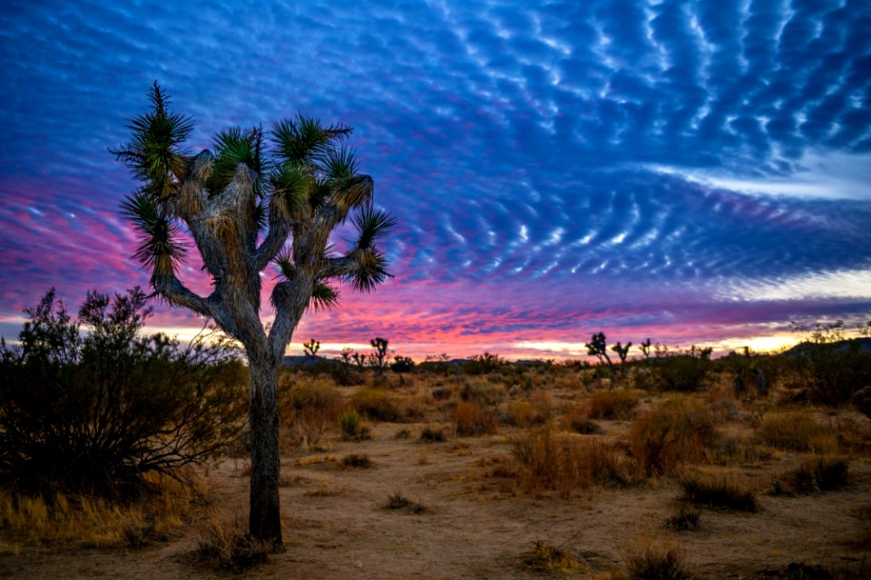 Desert landscape at sunset