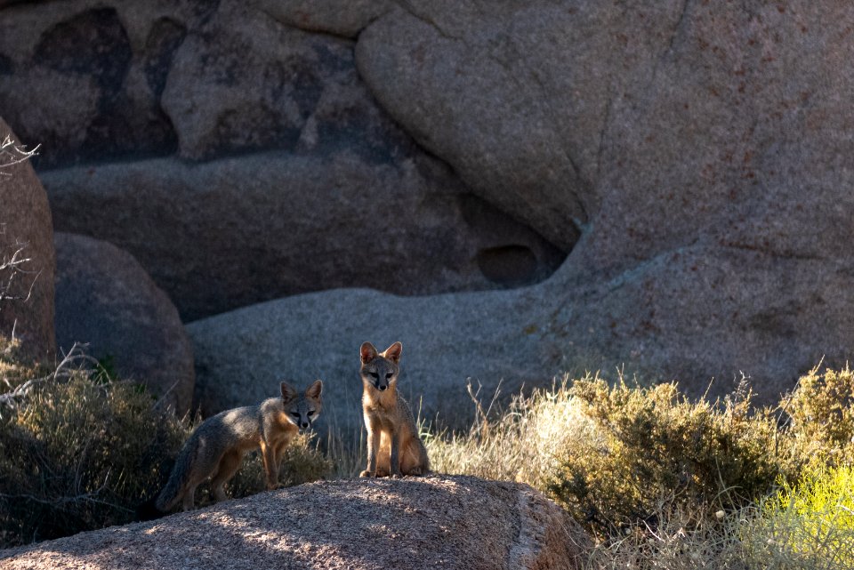 Gray Fox (Urocyon cinereoargenteus scottii)
