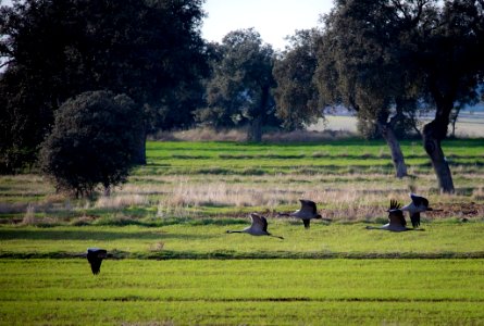 Esteparias ZEPA alto Guadiato