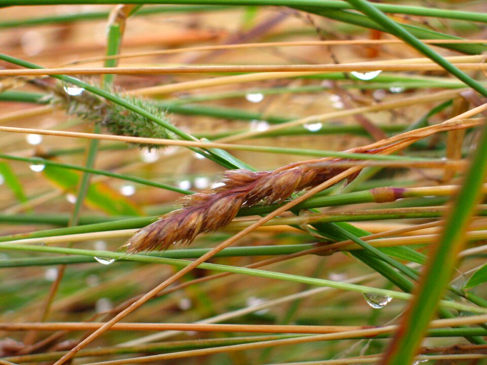 Nature green landscape