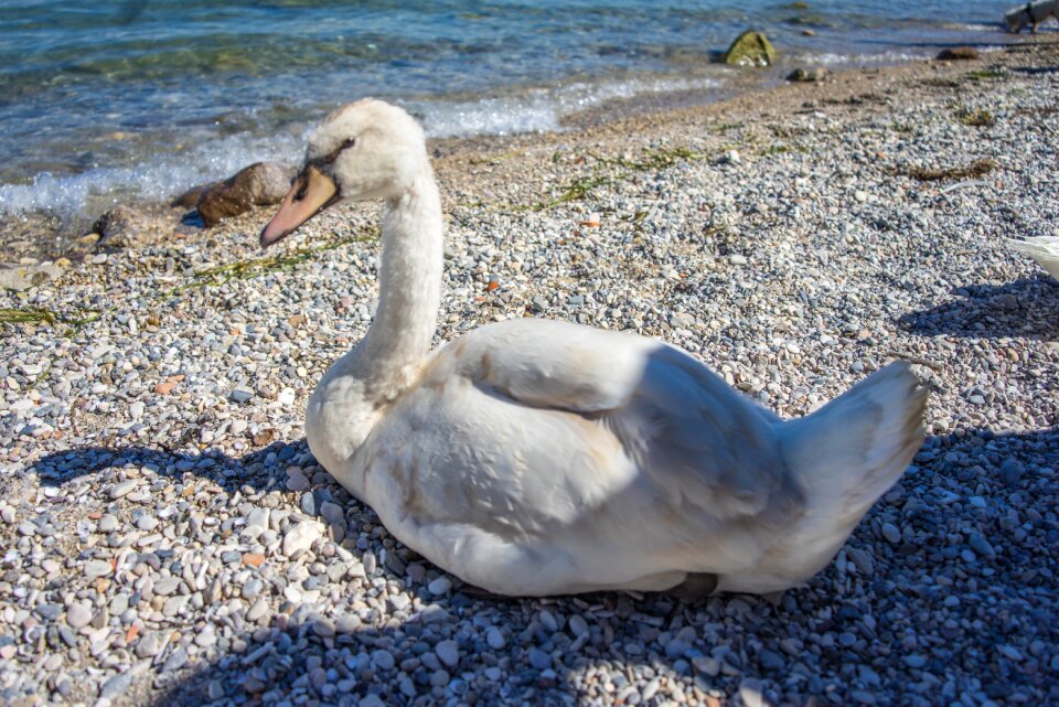 Animal white wildlife