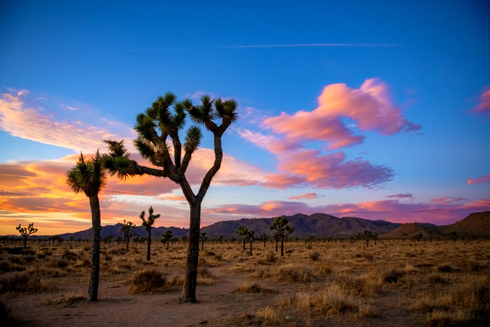 Joshua trees at sunset in Queen Valley