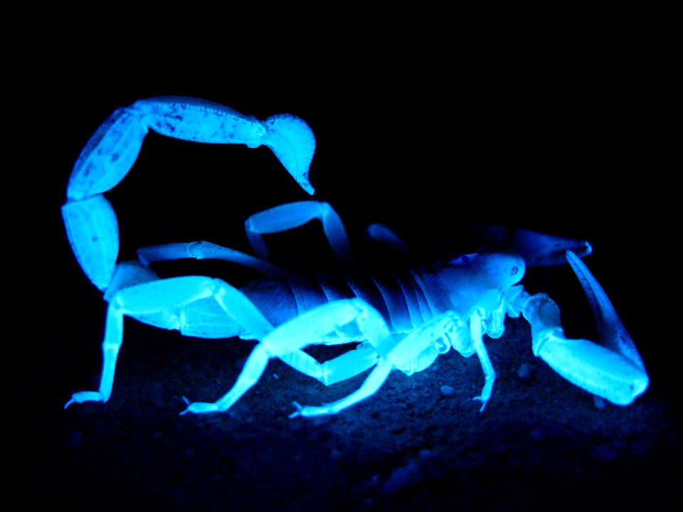 Giant hairy scorpion (Hadrurus arizonensis)