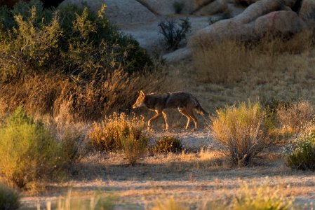 Sunset Coyote Hidden Valley photo