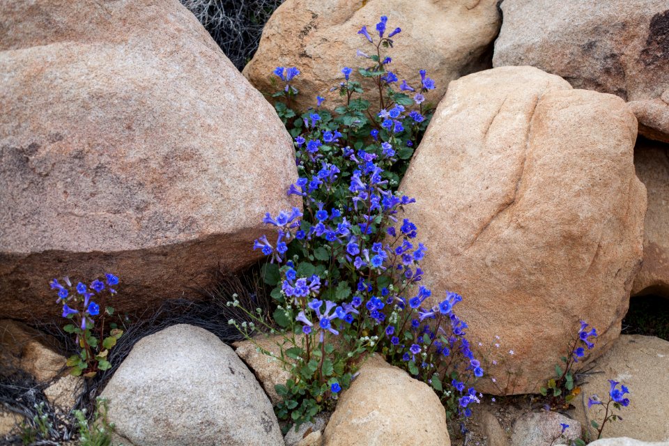 Desert Canterbury bells (Phacelia campanularia) in Hidden Valley area