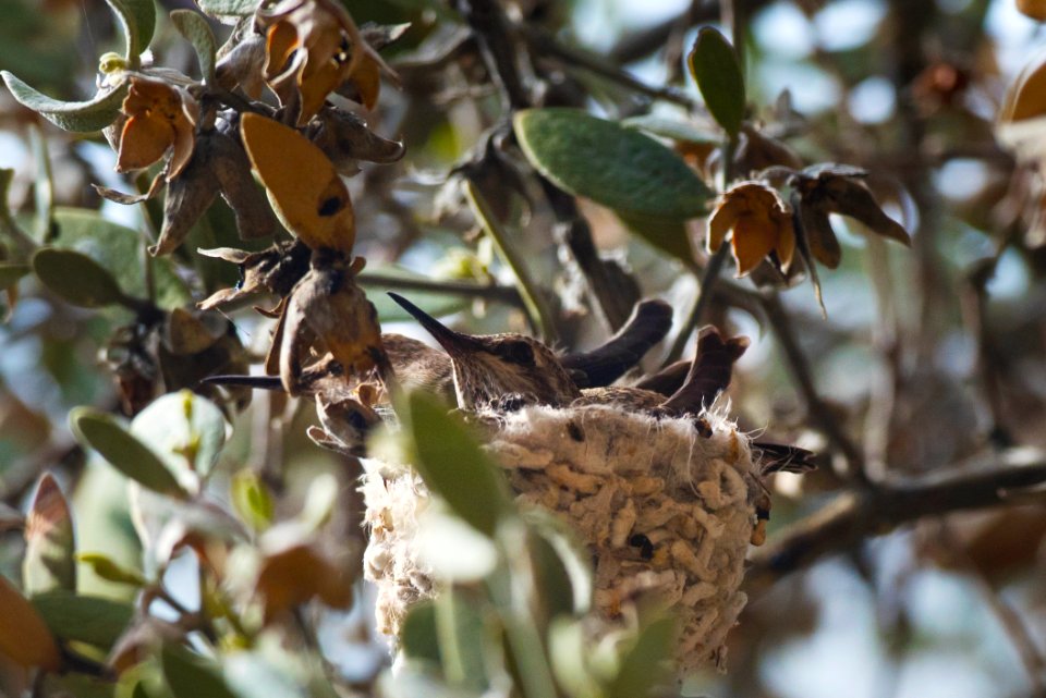 Hummingbird Chicks in Nest