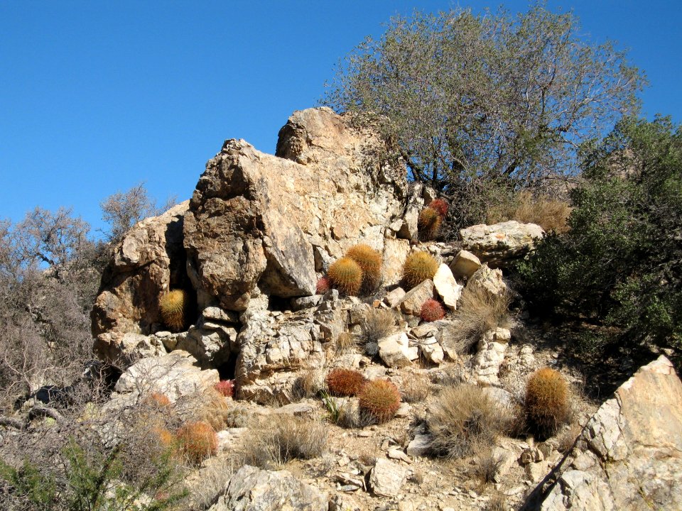 Ferocacuctus cylindraceus, Wonderland of Rocks