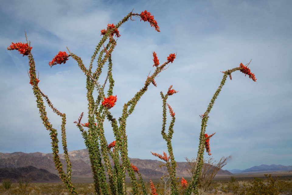 Ocotillo patch mid-April