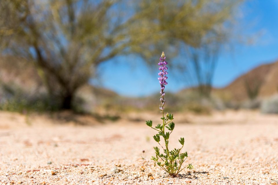 Arizona lupine in sandy wash; 3/24/17