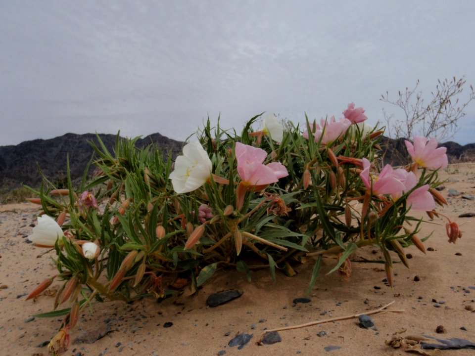 Primrose (Family Primulaceae)