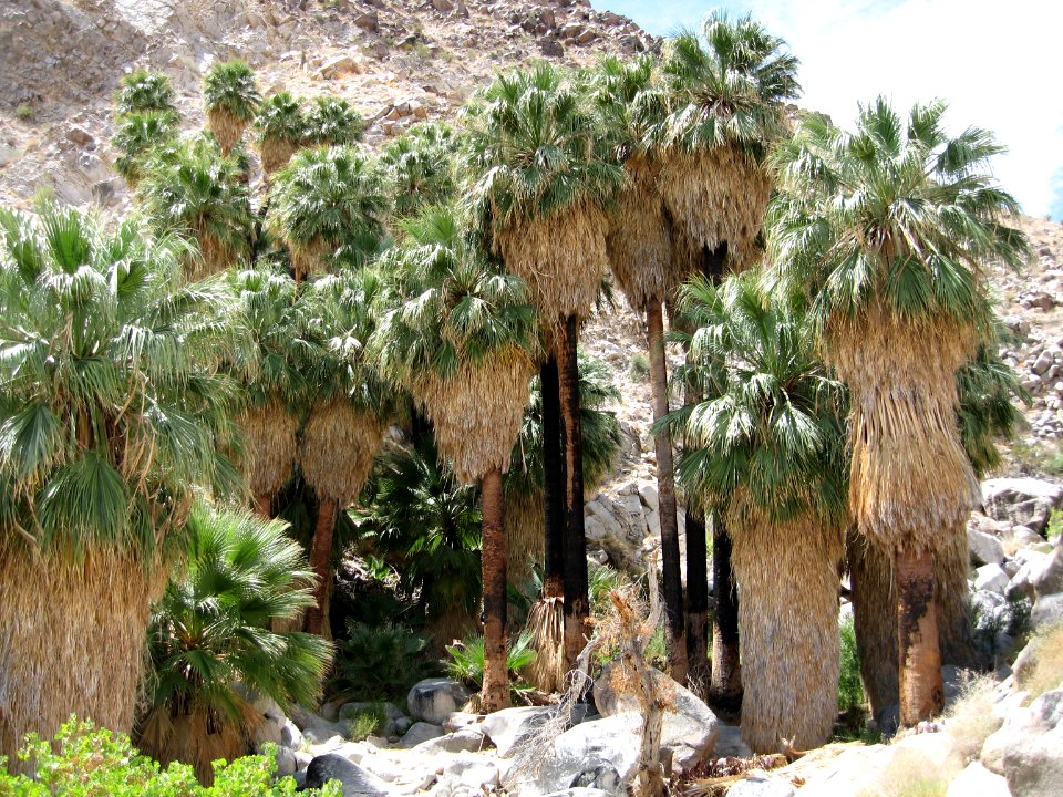 49 Palms Oasis; Twentynine Palms, CA