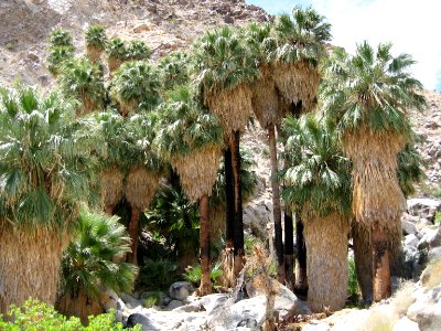 49 Palms Oasis; Twentynine Palms, CA photo