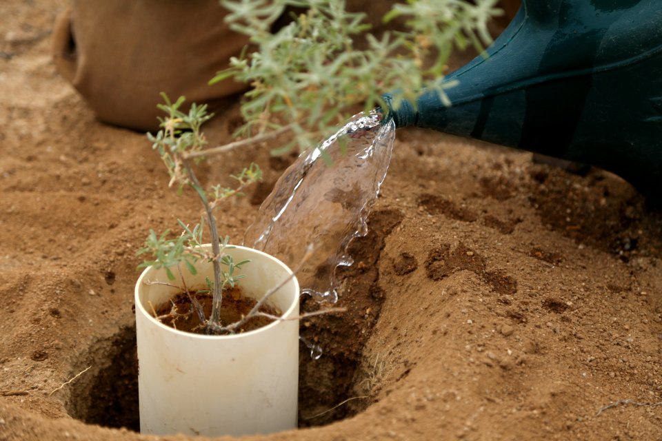 A young plant is watered near Hemingway Buttress