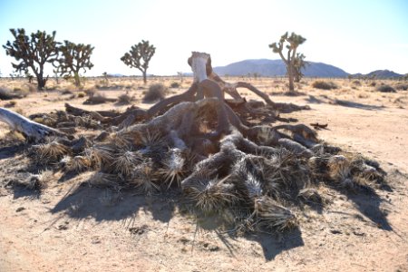 Burned Joshua Tree