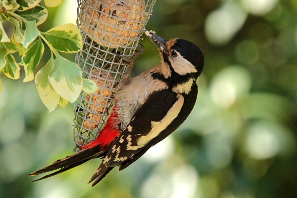 Great spotted woodpecker young animal garden