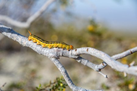 White-lined sphinx caterpillar (Hyles lineata) photo