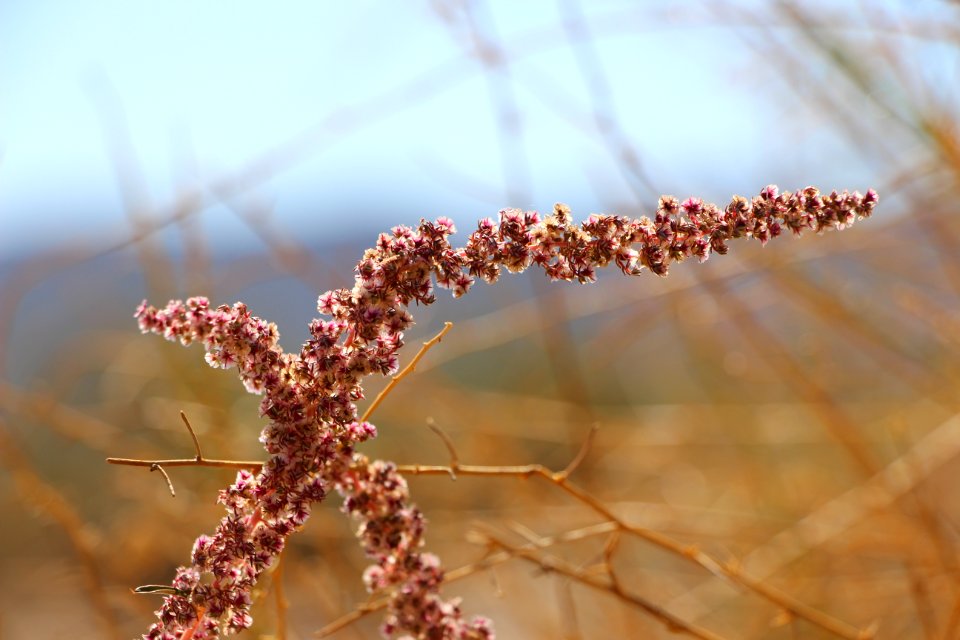 Fringed amaranth