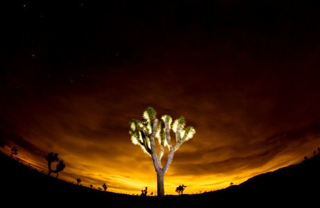 Joshua tree and lights from Coachella Valley reflected in the clouds photo