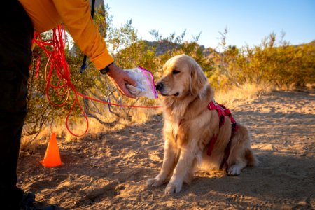 Search and Rescue Canine Team