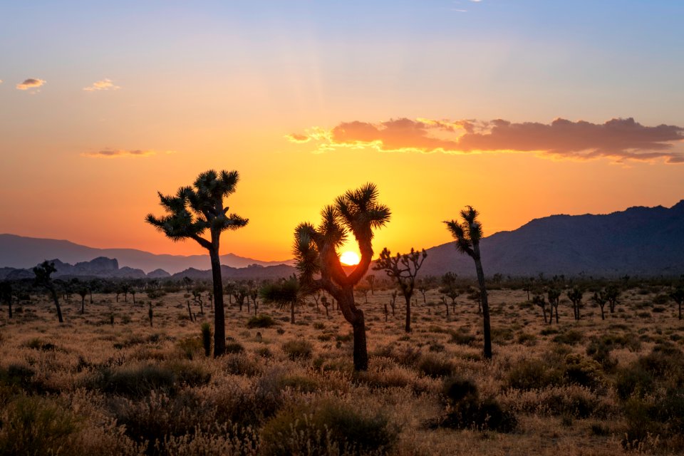 Joshua trees in Queen Valley at sunset photo