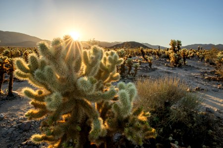 Setting Sun at the Cholla Garden