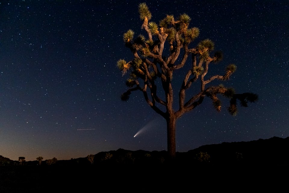 NEOWISE Comet with Joshua Tree
