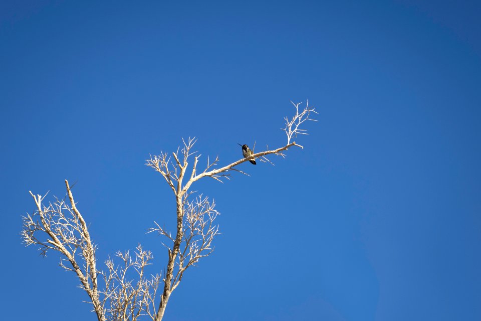 Costa's hummingbird (Calypte costae) at the Oasis of Mara