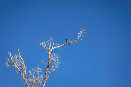 Costa's hummingbird (Calypte costae) at the Oasis of Mara