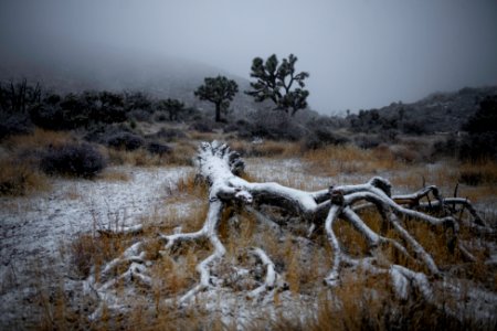Fallen Joshua tree covered in snow near Keys View photo
