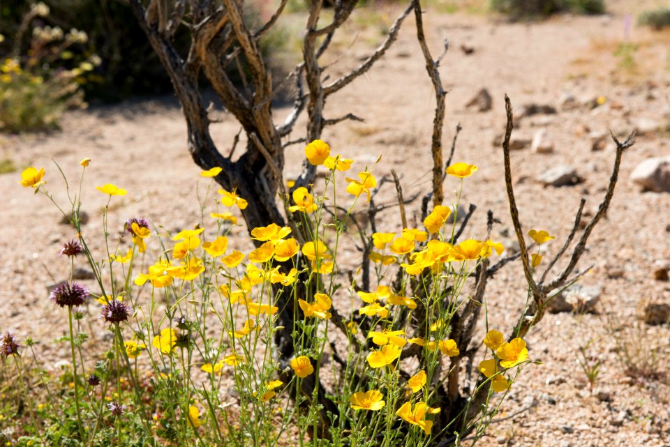 Poppy's near Cottonwood
