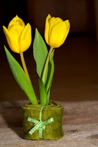 Tulip yellow deco photo