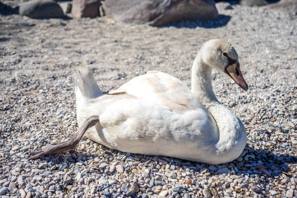 Animal white wildlife