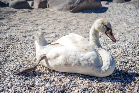Animal white wildlife