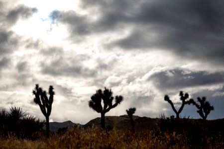Silhouetted Joshua trees and cloudy skies near Ryan Campground