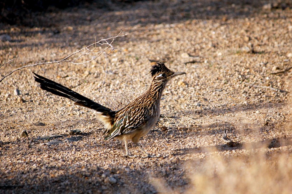Greater roadrunner (Geococcyx californianus)