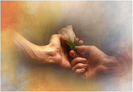 Hands with rose