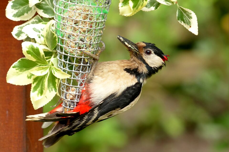 Young animal garden foraging