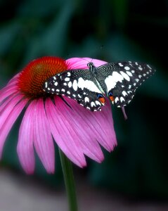 Summer nature insect