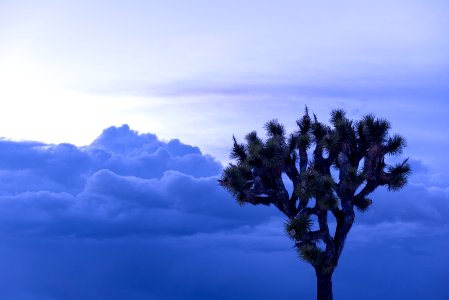 Joshua tree (Yucca brevifolia) photo