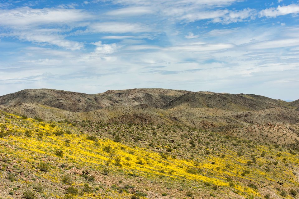 Yellowcups blooming north of Wilson Canyon; 3/15/2017