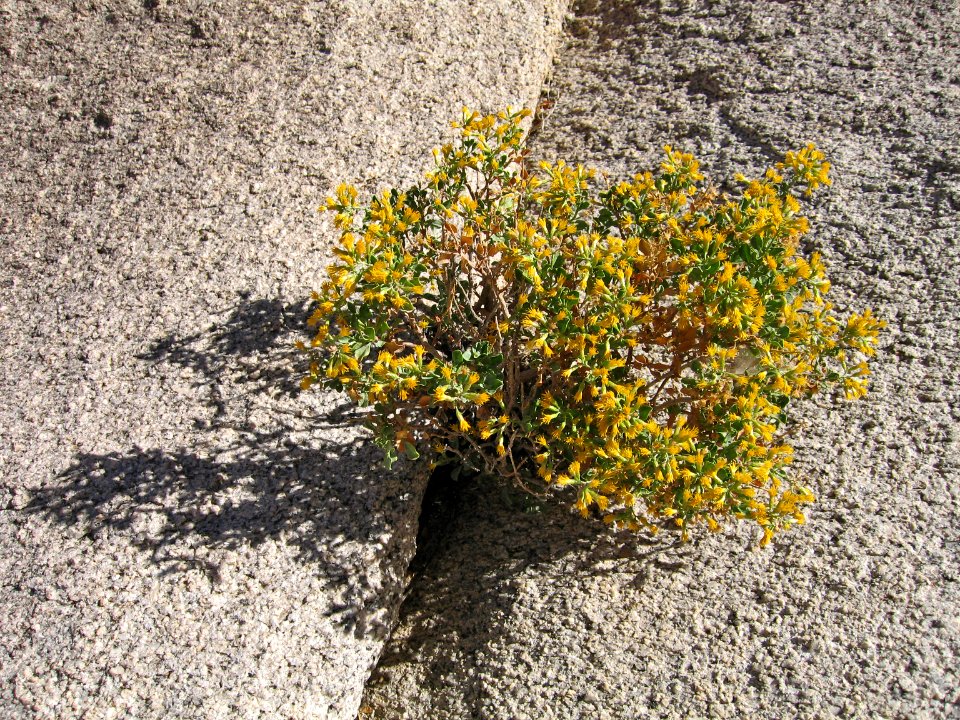 Cliff goldenbush (Ericameria cuneata); Wonderland of Rocks
