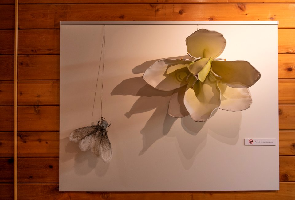 Black Rock Gallery: Juniper Harrower