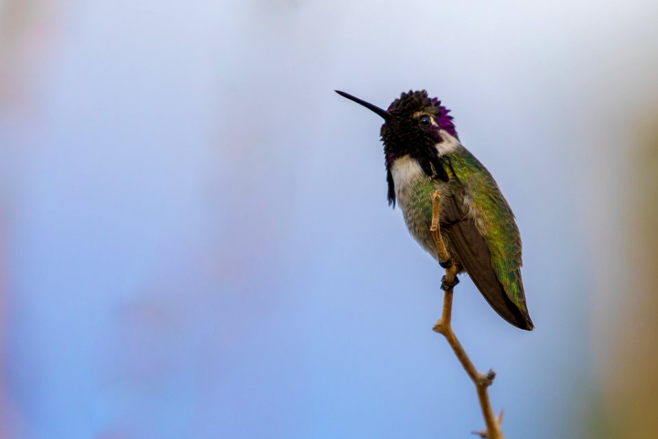 Costa's Hummingbird (Calypte costae)