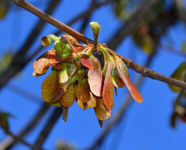 Maple samara fruit