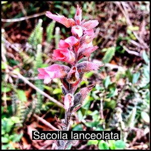 Orquídea Sacoila lanceolata