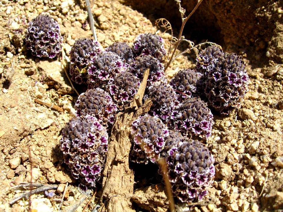 Desert Christmas tree (Pholisma arenarium); Indian Cove Campground