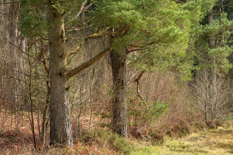 Pant-du woodland, N/Wales, UK, 2021.