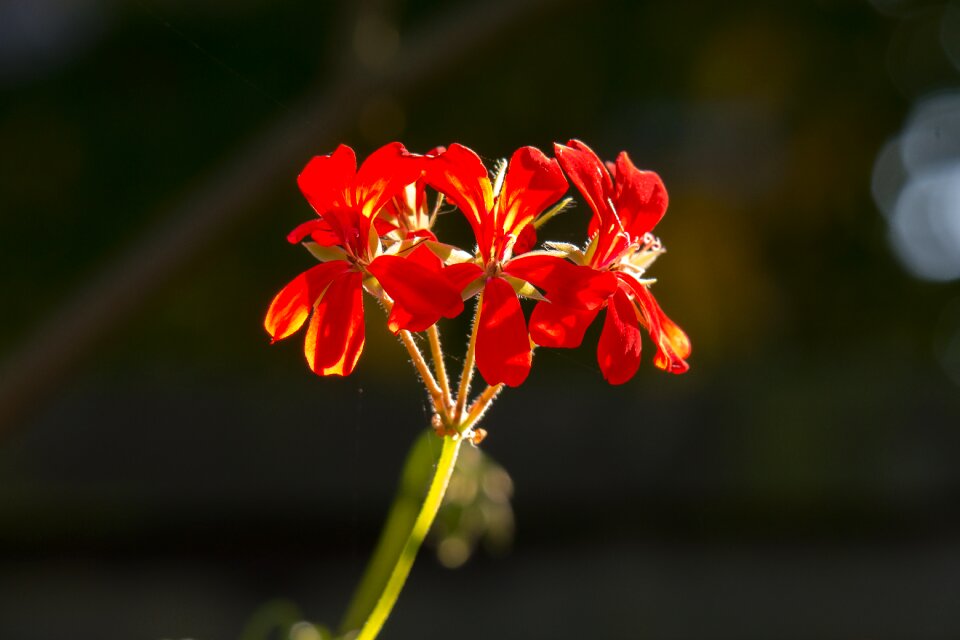 Bloom ornamental plant balcony plant